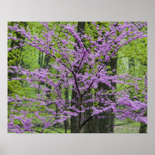 Pôster Redbud trees in full spring bloom near Defiance