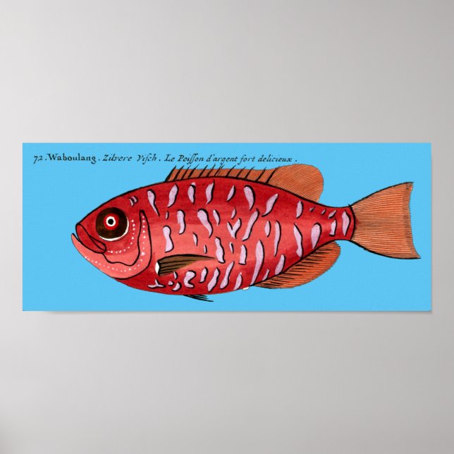 Poster Redfish on any background (Frente)