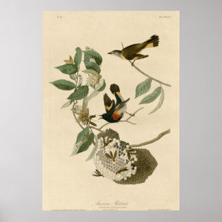 Pôster Redstart Americano
