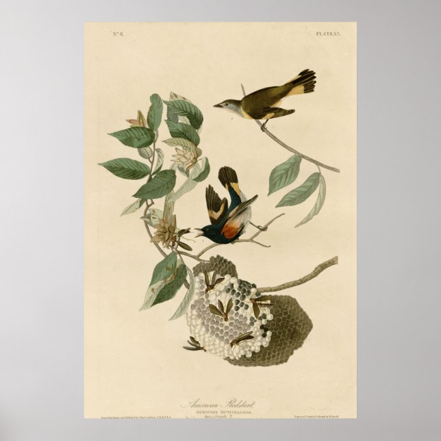 Pôster Redstart Americano (Frente)