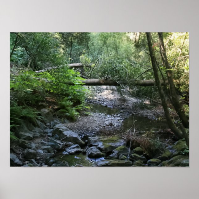 Pôster "Redwood Creek", Muir Woods (Frente)