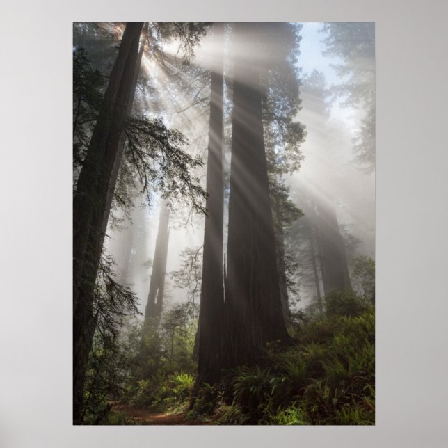 Poster Redwood National Park California (Frente)