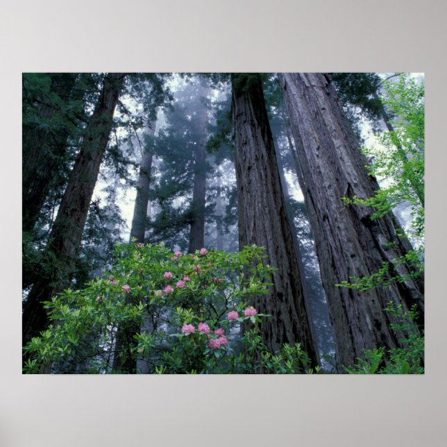 Poster Redwoods da Costa e Rhododendrons (Frente)