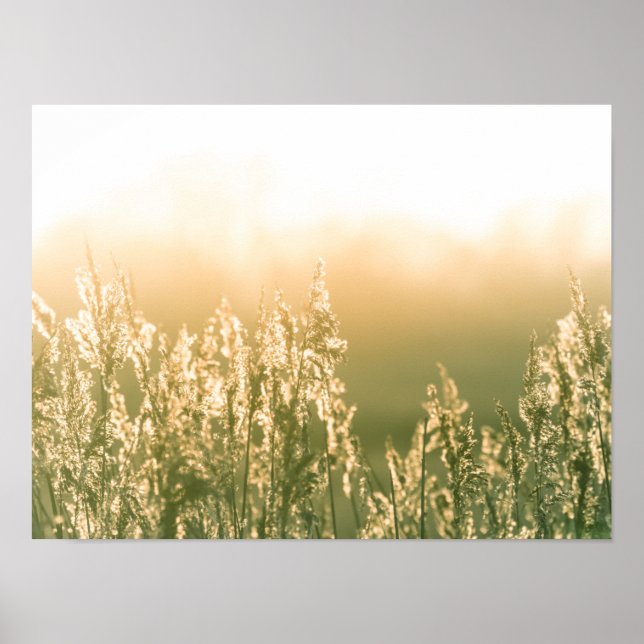 Poster Reed Sunset Nature Photo (Frente)
