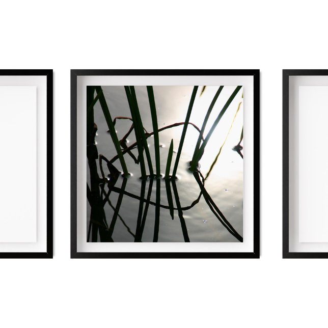 Poster Reeds Refletiam Fotografia Zen (Criador carregado)