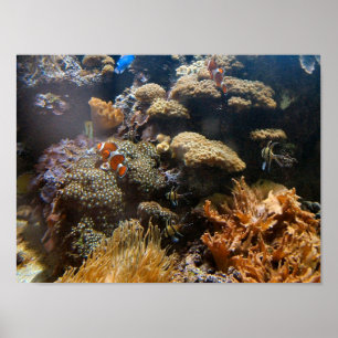 Pôster Reef Fish - Clownfish