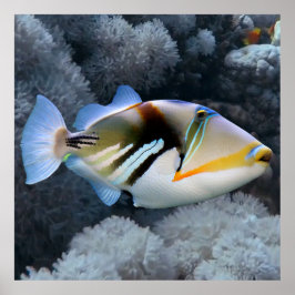 Poster Reef Triggerfish