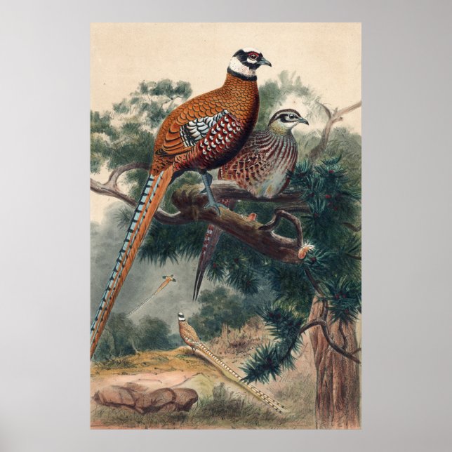 Poster Reeves Pheasant por Joseph Wolf (Frente)
