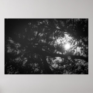 Poster Reflexão da árvore de Neem