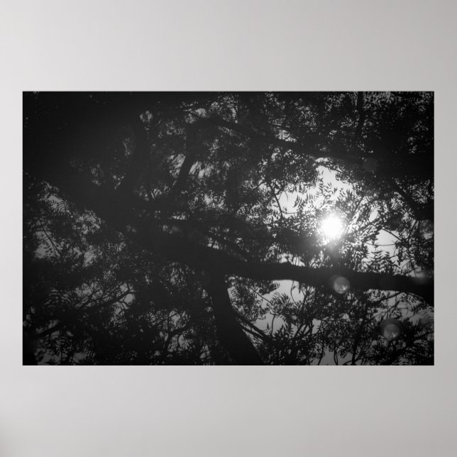 Poster Reflexão da Árvore Neem (Frente)