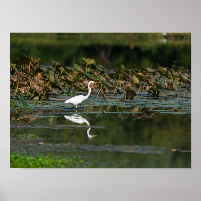 Poster Reflexão de Egrete Branco (Frente)