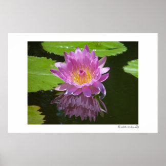 Pôster Reflexão rosa