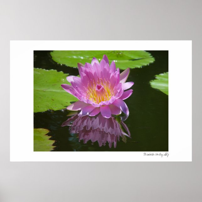 Pôster Reflexão rosa (Frente)