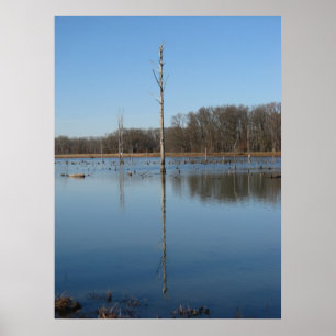 Pôster Reflexão singular