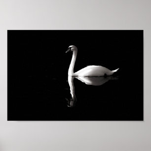 Poster Reflexão Swan