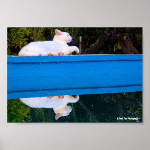 Poster Reflexo de um Gato Branco