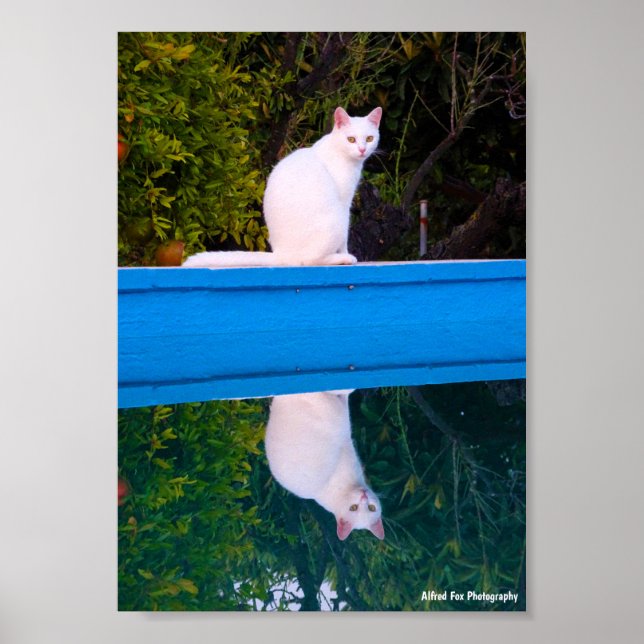 Poster Reflexo de um Retrato de Gato Branco (Frente)