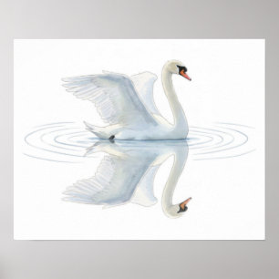 Poster Reflexo do Cisne