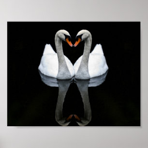 Pôster Reflexões do amor, forma do coração, cisnes