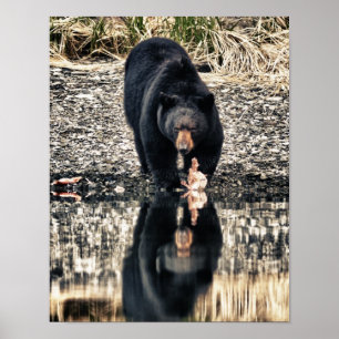 Poster Reflexões do Urso Negro