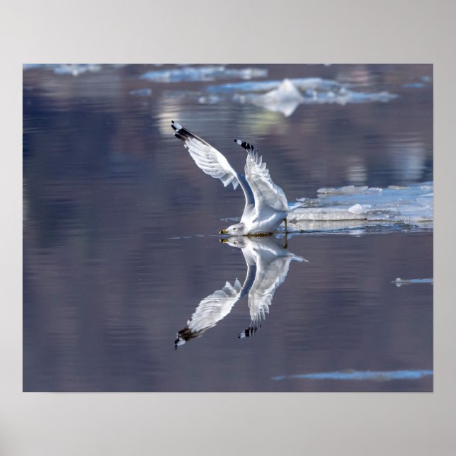 Pôster Reflexões Gull 20x16 (Frente)