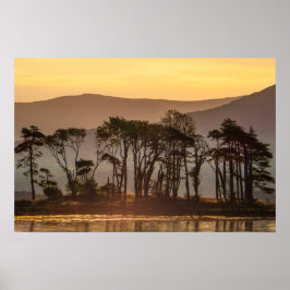 Poster Reflexos da Hora Dourada, Árvores Silhuetadas Foto