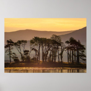 Poster Reflexos da Hora Dourada, Árvores Silhuetadas Foto