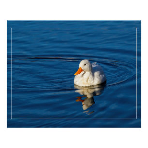 Pôster Reflexos do Pequeno Pato Branco