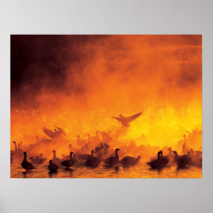 Poster Refúgio Nacional de Vida Selvagem Bosque del Apach