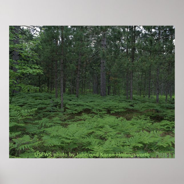 Pôster Refúgio Nacional de Vida Selvagem de Seney, do Mic (Frente)