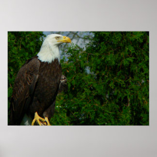 Poster Regal American Bald Eagle