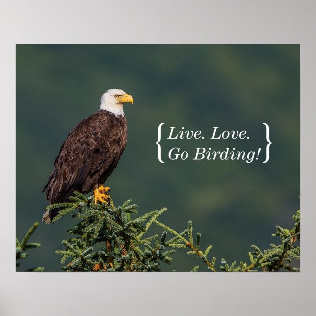 Poster Regal Bald Eagle (Frente)
