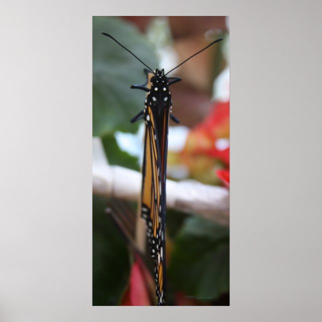 Pôster Regal Posed Monarch (Frente)