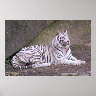 Pôster Regal Repose