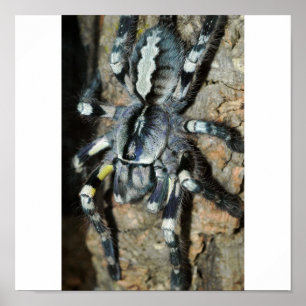 Pôster Regalis de Poecilotheria em vista completa
