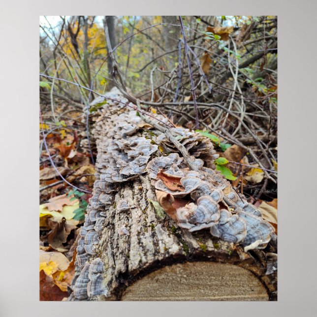 Poster Registro de Árvore do Barnacle (Frente)