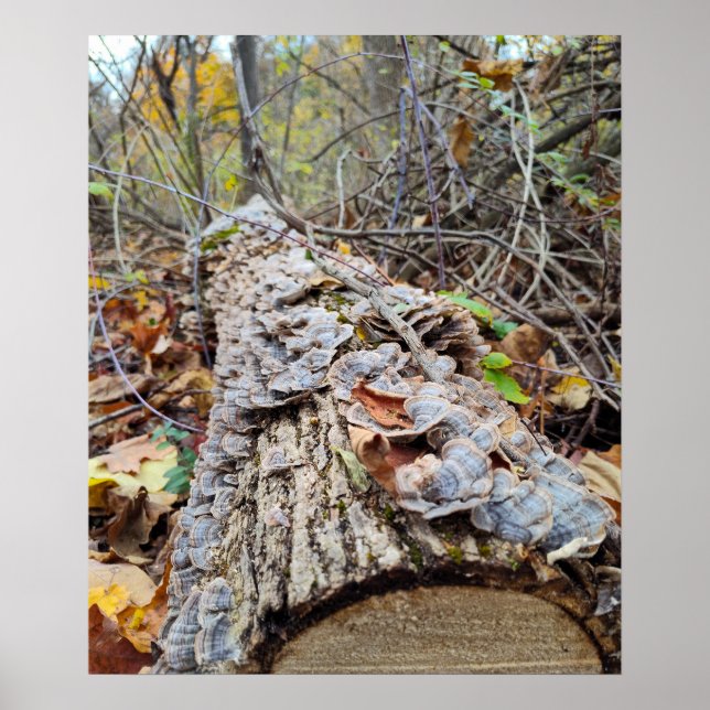 Poster Registro de Árvore do Barnacle (Frente)