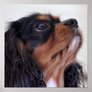 Pôster Rei Charles Cavalier Spaniel Filhote de cachorro