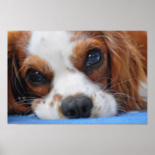 Poster Rei impressionante Charles Cavalier