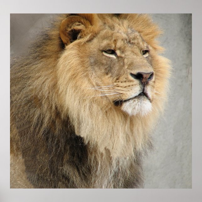 Poster Rei Leão da Selva (Frente)