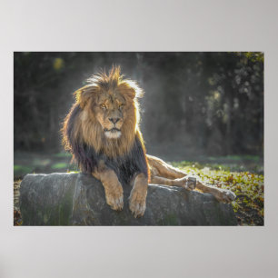 Poster Rei Leão da Selva