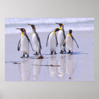 Rei Pinguins em Praia