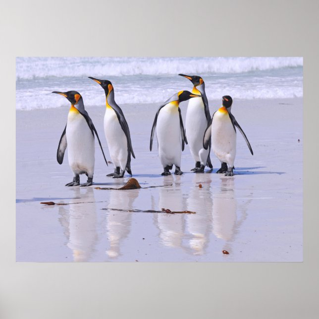 Poster Rei Pinguins em Praia (Frente)
