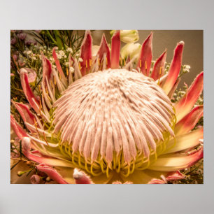 Poster Rei Protea da África do Sul