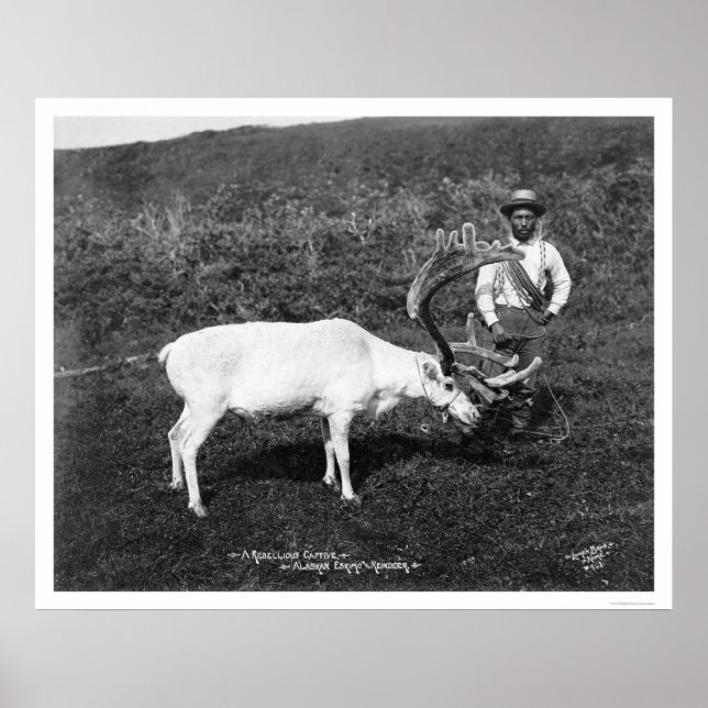 Pôster Reindeer & Eskimo Alaska 1920 (Frente)
