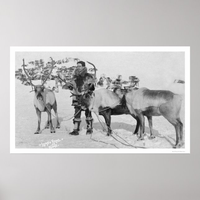 Pôster Reindeer Herd Alaska 1909 (Frente)