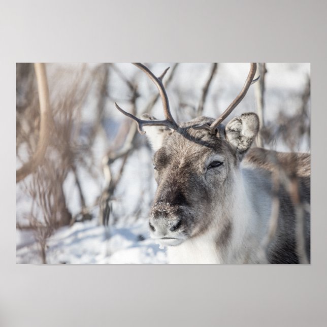 Poster Reindeer Nature Photo (Frente)