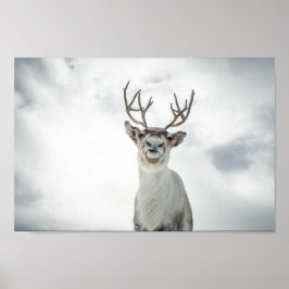 Poster Reindeer Nature Photo
