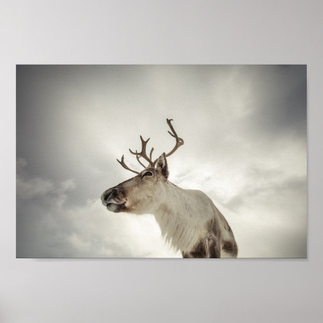 Poster Reindeer Nature Photo (Frente)