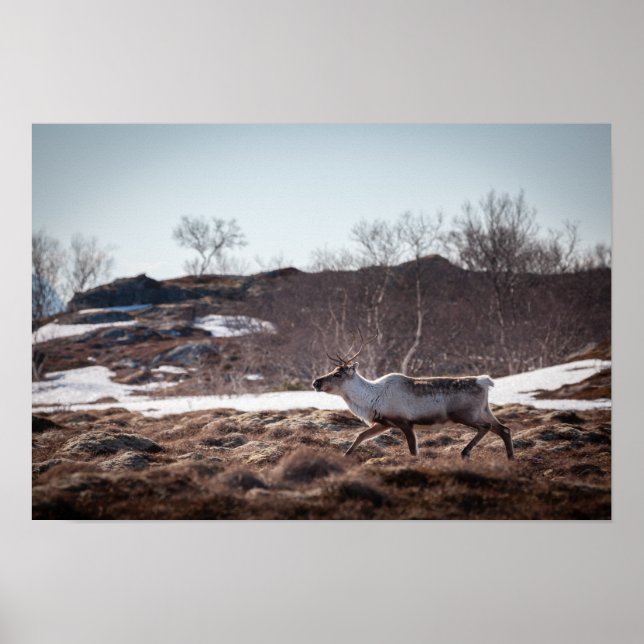 Poster Reindeer Nature Photo (Frente)